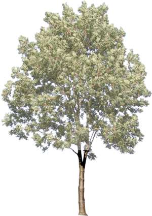Baum, Esche, Fraxinus