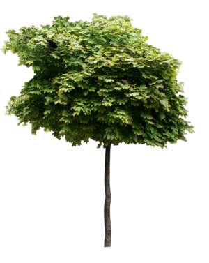 Baum, Ahornbaum, Acer