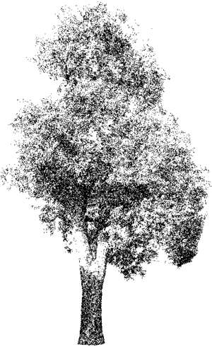 Baum, Esche, Fraxinus