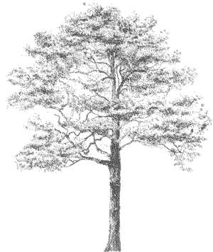 Baum, Kiefer, Pinaceae