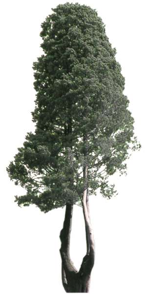 Baum, Pinie, Pinus pinea