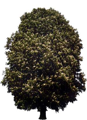 Baum, Rosskastanie, Aesculus hippocastanum