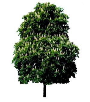 Baum, Roskastanie, Aesculus hippocastanum