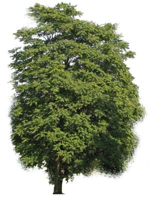 tree of heaven, Ailanthus altissima
