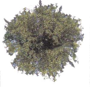 tree, top view