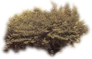 Baum, Judasbaum, Cercis siliquastrum