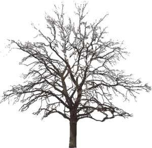 tree, winter