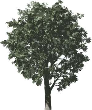 Baum, Kastanie, Aesculus