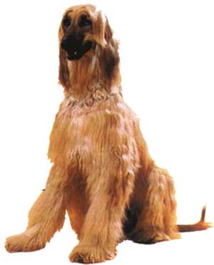 Afghan dog