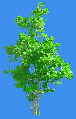 Baum, hellgrün