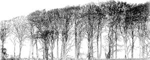 forest, several trees