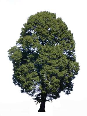 tree, summer, large