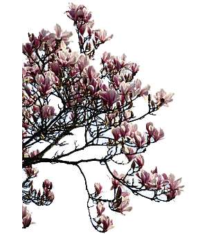 magnolia, twine