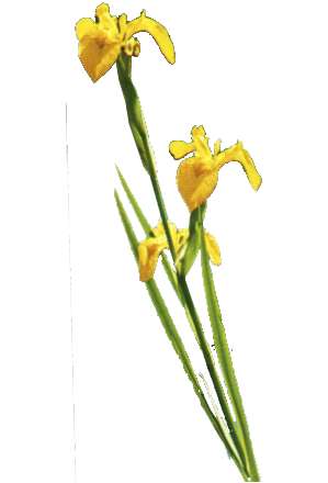 Blume, Iris