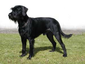 black dog, Schnauzer
