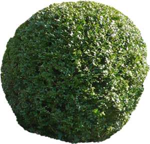 hedge, round