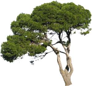 pine-tree in summer, pinus pinea