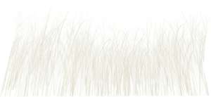 reed / grass