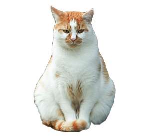 fat sitting cat, red-white