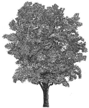 Baum, Birnbaum
