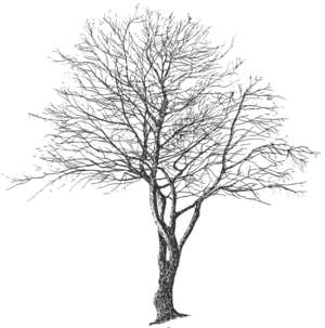 Baum, Feldahorn, Acer campestre