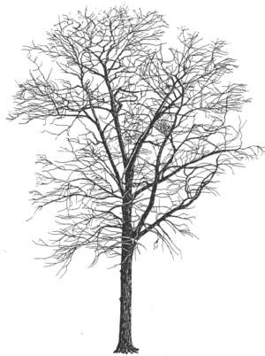 Baum, Robinie, Robinia pseudoacacia