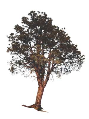 pine tree, Pinaceae