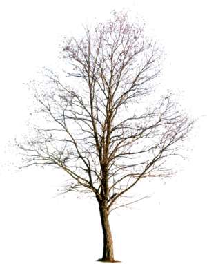 Baum, Winter
