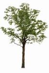 Staffageobjekte: Baum, Amerikanischer Geweihbaum, Gymnocladus dioicus