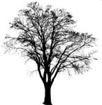 Masked Images: tree, big, silhouette