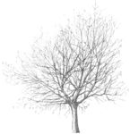 Staffageobjekte: Baum, Ahorn, Acer