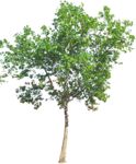 Staffageobjekte: Baum, Frühling, klein