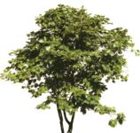 Masked Images: Acer ornamental shrub in summer