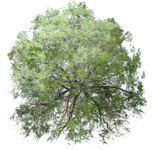 Staffageobjekte: Graziler Baum von oben