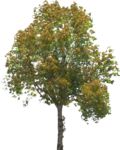 Masked Images: 10 Deciduous trees
