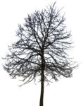 Staffageobjekte: Baum, Winter