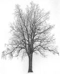 Staffageobjekte: Baum, Linde, Winter