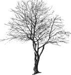 Staffageobjekte: Baum, Winter