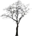 Staffageobjekte: Baum, Obst, Winter