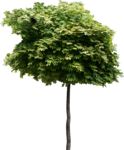 Staffageobjekte: Baum, Spritzahorn, Acer platanoides