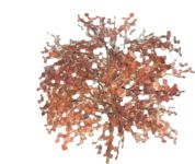 Staffageobjekte: Baum, japanischer Ahorn, Acer pictum