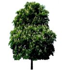 Masked Images: tree, Horse-chestnut, Aesculus hippocastanum