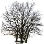 Staffageobjekte: Bäume, Winter