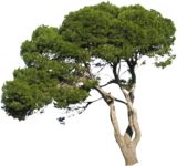 Masked Images: pine-tree in summer, pinus pinea