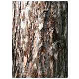 Bark of Pinus nigra nigra