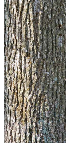 Bark of Corylus colurna