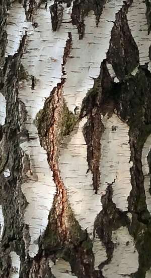 Bark of Betula pendula