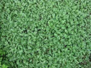 Groundcover sorbaria sorbifolia