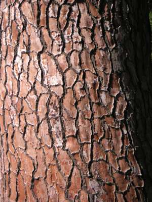 Bark / tree
