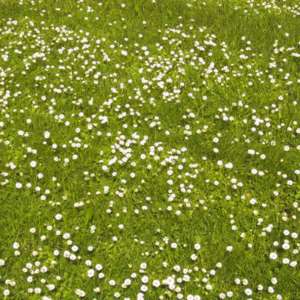 Rasenfläche-Gänseblume